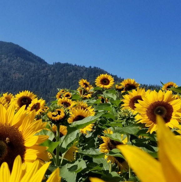 Meet your Posher, Isabel - Picture 1 of 1